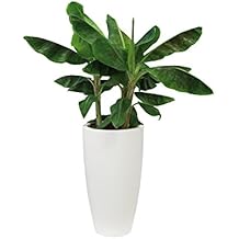 Suchergebnis auf Amazon.de für: blumentöpfe für draussen und drinnen