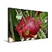 Produktbild Calvendo Premium Textil-Leinwand 45 cm x 30 cm Quer, Drachenfrucht - Pitahaya | Wandbild, Bild auf Keilrahmen, Fertigbild auf Echter Leinwand, Leinwanddruck Natur Natur