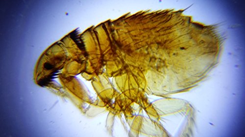 Blips Ultra Labkit - Kit da tavolo per trasformare lo smartphone in microscopio