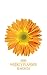 Produktbild 2019 Weekly Planner: Beautiful Gerbera Daisy 12 Month Calendar Helps Keep the Sun in Your Life Throughout the Year! (Flower Planner, Band 1)