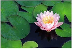 PONDPLANTSUK Lincolnshire Pond Plants Ltd Dwarf Bareroot Water Lily - Live Water Plant Aquatic Pond Lake Marginal - Patio Pond (Doll House)