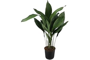 DECOALIVE Aspidistra Elatior Natural Planta de Exterior de Grandes Hojas