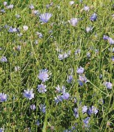 Wegwarte - Cichorium intybus