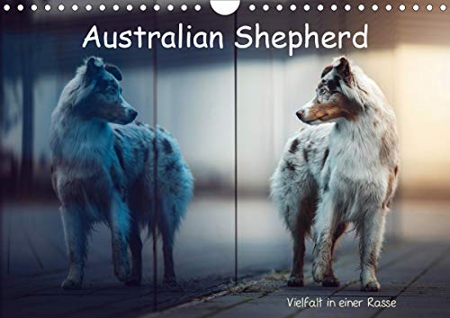 Australian Shepherd - Vielfalt in einer Rasse (Wandkalender 2020 DIN A4 quer)