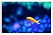 Produktbild Metall Poster Platte Wand-Dekor Blechschild von #22399 Goldfish 20*30cm