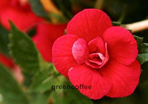 Preisvergleich Produktbild Portal Cool Achimenes Frauen Fatal EIN Rhizom