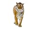 Produktbild Fenstersticker No. 127 Banyan Tiger Fensterfolie Fenster Tattoo Glas Aufkleber Fenster Kunst Fenster DÃ © COR Fensterdekoration Fenster Bild, Maße: 122 cm x 55 cm