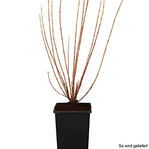 Falscher Jasmin, 1 Strauch - 3