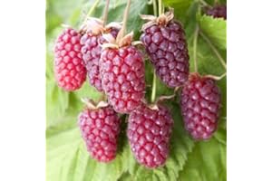 Plant Theory Loganberry Thornfree Fruit Bush Ribes Fruiting Berry Shrub Plant 3L Pot