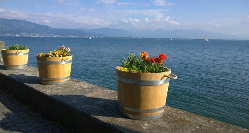 Blumentopf, Blumenkübel aus Eichen-Holz – Fass, Holzfass als Pflanzkübel – Weinfass, Bottich, Holzkübel (D30 bis D60) mit Schlaufen (D40 H35 mit Schlaufen) - 8