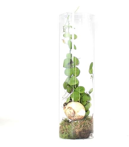 Snaily - The Snail Shell Plant - Ant Plant - Dischidia Pectenoides - In
