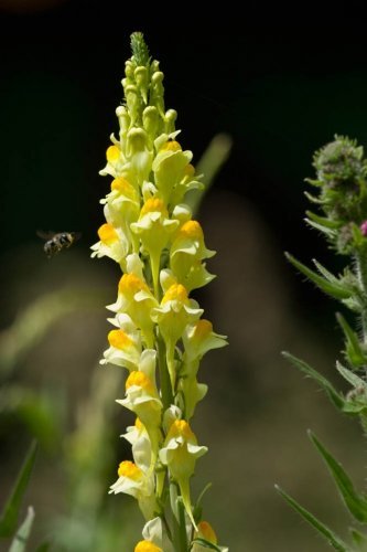 Just Seed Echtes Leinkraut / Linaria vulgaris, Britische Wildblume, 1.400 Samen