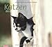 times & more Bildkalender Katzen 2013 by 