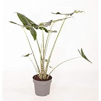 Alocasia zebrina ca. 40 cm - Pfeilblatt - Elefantenohr - Tiger-Pfeilblatt