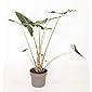 Alocasia zebrina ca. 40 cm - Pfeilblatt - Elefantenohr - Tiger-Pfeilblatt