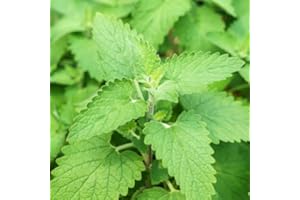 MOOSE SEEDS Catnip Grow Your own Catnip catgrass Catmint - Nepeta Cataria Seeds