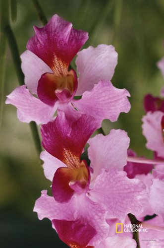 Preisvergleich Produktbild National Geographic durch neue Creative Orchideen Garden Impressions Flagge