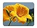 Produktbild BGLKCS Yellow amaryllis close-up - Flower- #48018 Mauspads Customized Rectangle Non-Slip Rubber Mousepad Gaming Mauspads 8.6x7.1 Inches