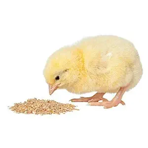 BIO BLOOMS AGRO INDIA PRIVATE LIMITED Poultry Feed for Young Chicks (0 to 6 Weeks, 1Kg, Bio_250)