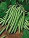 Produktbild Farmerly 10 Seeds of Bush Blue Lake 274 Beans Heirloom Green String Treated Non GMO Classic