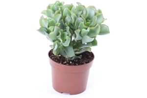 Planta Suculenta Ondulada Crassula Arborescens | DECOALIVE | Planta Crasa Natural | Cactus y Suculentas