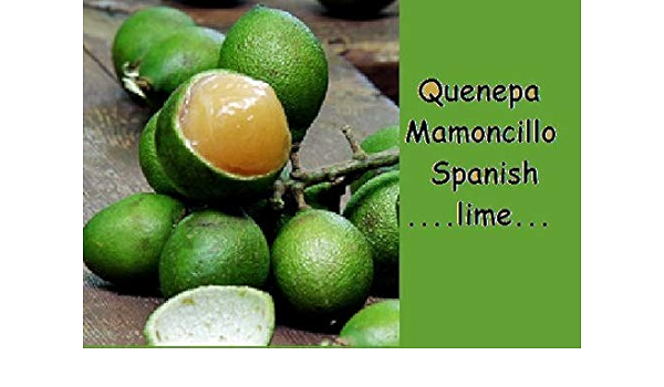 Generic Seeds Spanish Lime Qenip Quen Mamon Or Mamoncillo Seeds Exotic Fruit Amazon De Kuche Haushalt