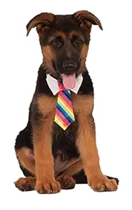Rainbow Tie for Pet, Large/X-Large