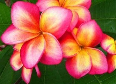 Plumeria 4 Samen "Rei Rainbow" Frangipani Samen
