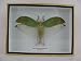 Produktbild asiahouse24 Giant False Leaf Grashopper - Heuschrecke - echtes riesiges und exotisches Insekt im 3D Schaukasten, Bilderrahmen aus Holz - gerahmt - Taxidermy