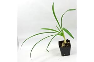 MONDOPIANTE Pianta Agapanthus Africano Blu Vaso 7cm, Altezza 20/25