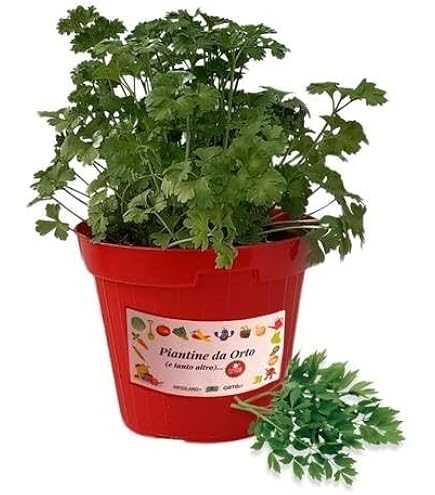 Semillas De Peperoncino Piccante Diavolicchio Calabrese – Alta Calidad, Vaso 14, Picante Italiano