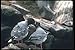 Produktbild 103040 Swallow Tailed Gulls Courtship A4 Photo Poster Print 10x8