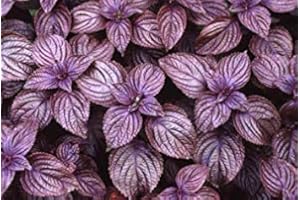 GEOPONICS 50 graines pourpre Shiso japonais basilic / Perilla Combiner S / H