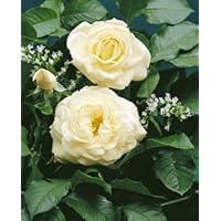 'White Gold' -R-, Strauchrose im 4 L Container