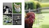 Image de Chickens: The Essential Guide to Choosing and Keeping Happy, Healthy Hens