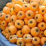 5 Japanische wollmispel Fruit Tree Jungpflanzen wollmispeln japonica Bush Tucker Chinesische