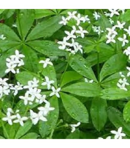 Woodruff (Galium Odoratum) 9cm Pots - Cumbria Wildflowers