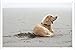 Produktbild Metall Poster Platte Wand-Dekor Blechschild von Labrador Puppy 33506 20*30cm