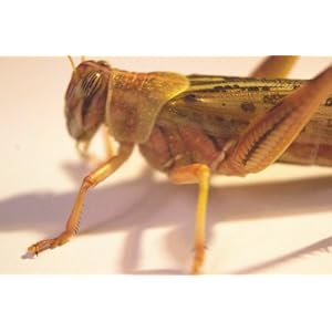 Lebende Wüstenheuschrecken subadult - ca. 10 Stück