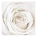 Produktbild Vliestapete – Pretty White Rose – Wandbild quadratisch Tapete Wand Wandbild Foto Funktion wall-art Tapete Wandmalereien Schlafzimmer Wohnzimmer, Dimension H: 192 cm x 192 cm