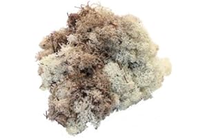 SMITHERS OASIS SACCHETTO PIENO cladonia rangiferina approssimativamente 500g peso perfetto Per artigianato & composizioni floreali - Naturale (500g CONFEZIONE)