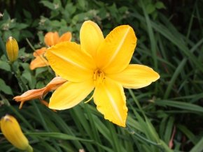 Taglilie ‚Carthweels‘ – Hemerocallis ‚Carthweels‘ – Winterharte Staude - 2