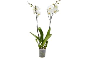 Planta Orquidea phalaenopsis natural 2 tallos maceta Ø12cm - Verdecora… (Blanca)