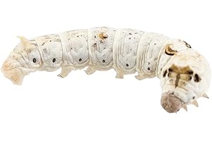 Livefoods4u Live Silkworms Medium 25-30mm - Live Food for Reptiles and Amphibians - Approx 12