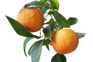 5 Semillas -Poncirus trifoliata- (Invierno duro naranjo) By Samenchilishop