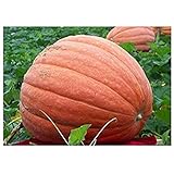 Riesenkürbis Big Max - Kürbis - 10 Samen