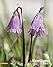 Alpenblumen 2013 by 
