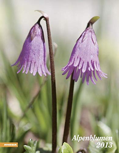 Alpenblumen 2013