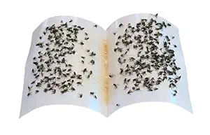 Myfam Fly Trap Sticker Paper/Sticky Traps for Home Flies - Pack of 15