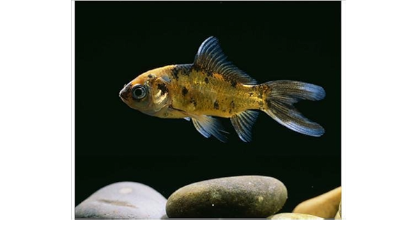 Imprime Photographique De Londres Shubunkin Poisson Rouge Amazon Fr Cuisine Et Maison